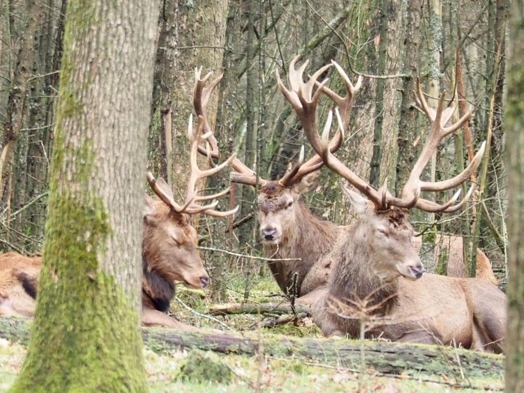Vila Royal Veluwe Putten Exteriér fotografie
